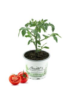 Tomatenpflanze Harzfeuer F1, Tomaten Pflanzen, Pflanze, Frische Gemüsepflanzen