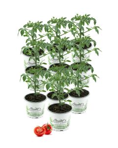 10 Tomatenpflanze der Sorte Harzfeuer F1 