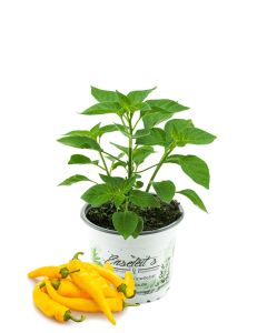 Zitronen-Chili Pflanze, Capsicum baccatum ‘Lemon Drop‘
