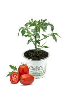 Eiertomate,frische Tomaten,Tomatenpflanzen,Tomatenpflanze,F1 Sorte