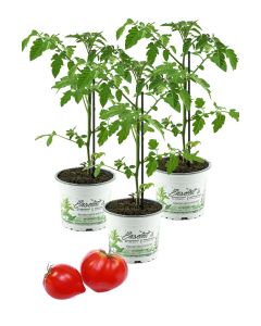 Tomatenpflanze, Fleurette  F1 3er Set - Coeur de Boeuf, Veredelte Ochsenherz Tomate, Fleischtomate, Tomatenpflanzen