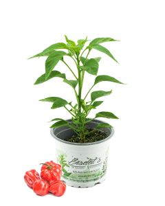 Chili Scotch Bonnet, Karibik Chili Pflanze aus Nachhaltigem Anbau! 