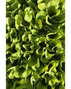 Radicchio Salat im 10er Pack, Salat Pflanzen, Radicchio kaufen, Gemüsepflanzen, Cichorium intybus var. foliosum