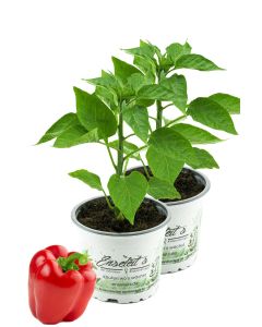 2er Set Rote Blockpaprika "Indired F1" im 12cm Topf, frische Paprika Pflanze, Paprikapflanzen F1 Sorten