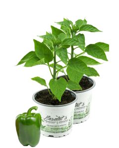 2er Set Grüner Blockpaprika "Panache F1" im 12cm Topf, frische Paprikapflanze,für Küche und Garten.
