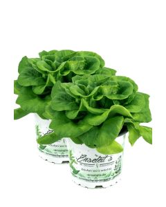 2er Set Pflücksalat grün, Salatpflanze im 12cm Topf, Lactuca sativa var. capitata