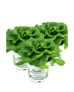 3er Set Pflücksalat grün, Salatpflanze im 12cm Topf, Lactuca sativa var. capitata