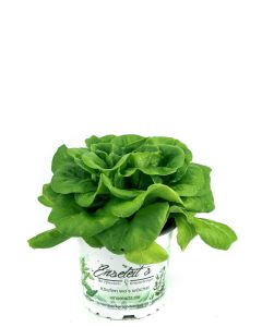 Pflücksalat grün, Salatpflanze im 12cm Topf, Lactuca sativa var. capitata