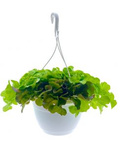 Pflücksalatampel, Ampel Salatjungpflanzen, Lactuca sativa var. capitata, verschiedene Sorten