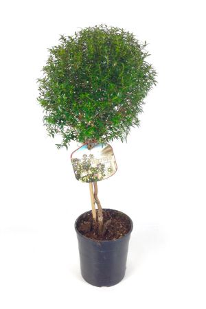 Braut - Myrte Myrtus communis, ca. 70-80cm Stamm incl. Topf