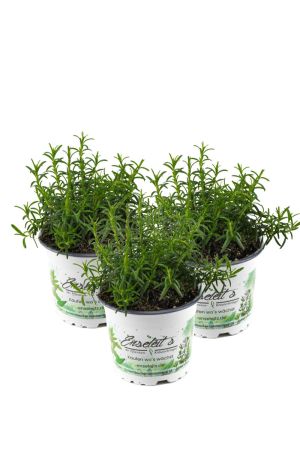 Rosmarin hängend  im 12 cm Topf - Rosmarinus officinalis, 3  Marktfrische Pflanzen