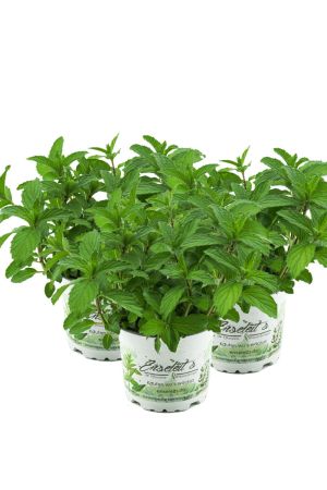 3 x Japanische Heilminze Pflanze Mentha arvensis x spicata