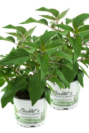 2er Set Ananas Salbei, frischer Salbei mit Ananasduft, Kräuter Pflanze