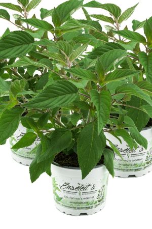 3er Set Ananas Salbei, frischer Salbei mit Ananasduft, Kräuter Pflanze