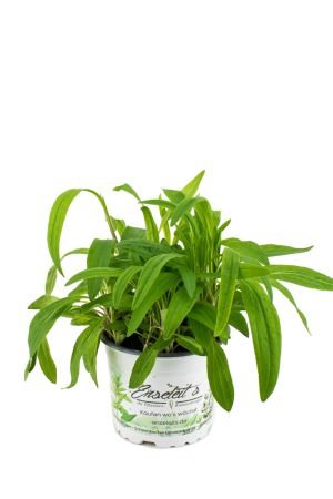 Arnika Pflanze, Arnica, frische Kräuter Pflanze im Topf aus Nachhaltigem Anbau