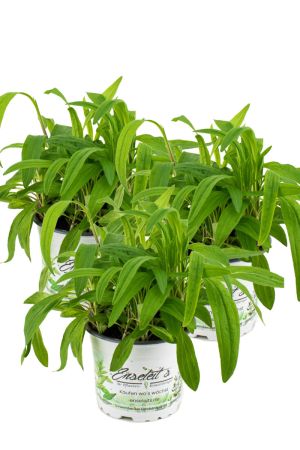 3er Set Arnika Pflanze, Arnica, frische Kräuter Pflanze im Topf aus Nachhaltigem Anbau