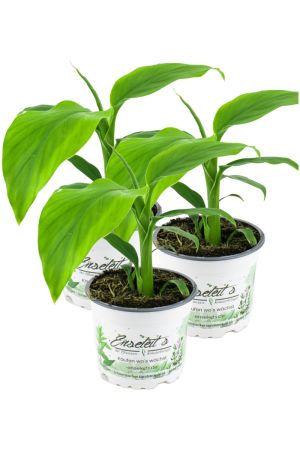 3er Set Banane Winterhart, Musa basjoo im 12 bis 15 cm Topf