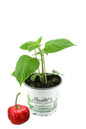 Baumchili, chili, Baumchili Pflanze kaufen, Baumchili im 12cm Topf