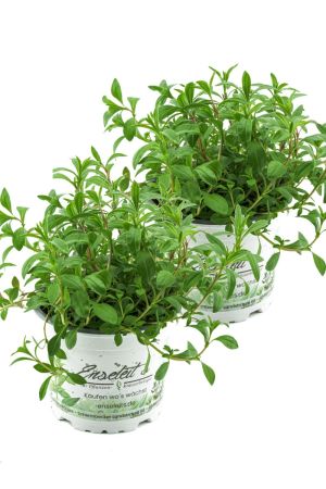 2x Berg-Bohnenkraut, Pflanze Bergbohnenkraut, Satureja montana im Doppelpack