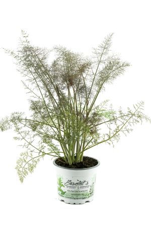 Bronzefenchel Pflanze, Foeniculum vulgare 'Rubrum', frische Fenchel Pflanze