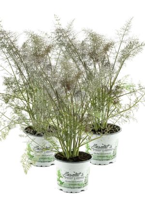 Bronzefenchel Pflanze, 3er Set, Foeniculum vulgare 'Rubrum', frischer Fenchel,3 Pflanzen Bronzefenchel