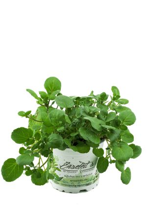 Brunnenkresse Pflanze, Frische Kräuter Pflanze 