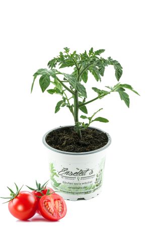 Cocktailtomate,Cherrytomate,frische Tomaten,Tomatenpflanzen,Tomatenpflanze,F1 Sorte