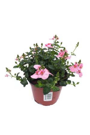 Elfensporn Diascia light pink, sommerblume