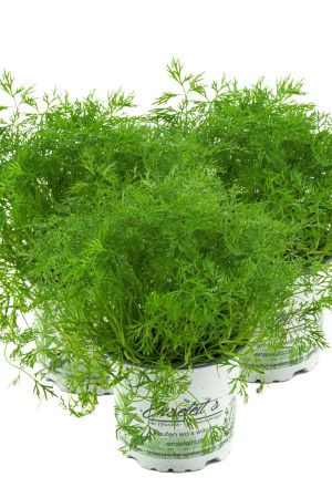 3x Dill Pflanze, Frische Kräuterpflanze (Anethum graveolens) im Doppelpack