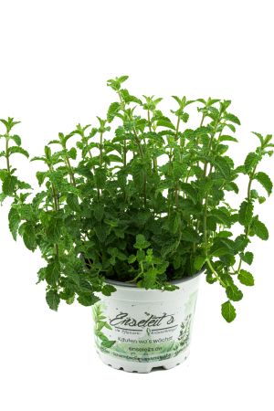 Erdbeer Minze Mentha speciosa, Frische Minze Pflanze 