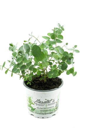 Eukalyptus gunnii ca. 20-25cm, frischer Eukalyptus - Strauch, Eukalyptus Pflanze, Kräuter Pflanze