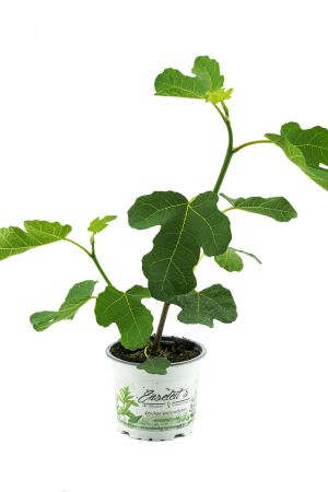 Feigenbaum, Ficus carica, Feigenbaum  Winterhart