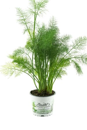 Gewürzfenchel, Fenchel Pflanze, frische Kräuter Pflanze aus Nachhaltigem Anbau 