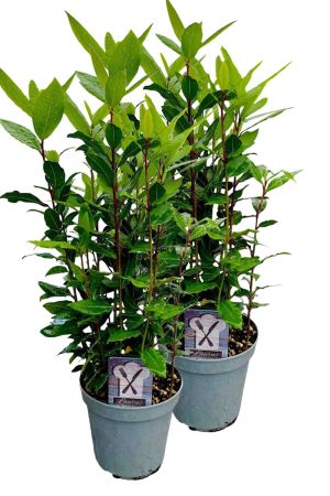 2er Set Lorbeer Pflanze, gewürzlorbeer, Laurus nobilis, im 15cm Topf