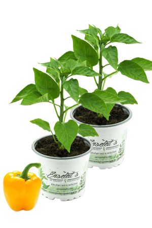 2er Set Gelbe Paprika Pflanze, Paprikapflanzen aus Nachhaltigem Anbau! 