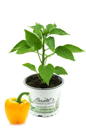 Gelbe Blockpaprika Pflanze "Afterglow F1" im 12cm Topf, Paprikapflanzen aus Nachhaltigem Anbau! 