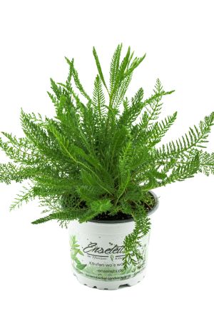 Gemeine Schafgarbe, Frische Kräuter Pflanze 