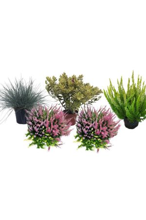 Herbstbalkonset  Calluna vulgaris Winterheide , Gräser, Gaultheria &.......Top Angebot ! 