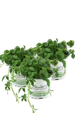 Kräuter-Set Jiaogulan - 3 Pflanzen Kraut der Unsterblichkeit, 1.Generation vegetativ vermehrt! 