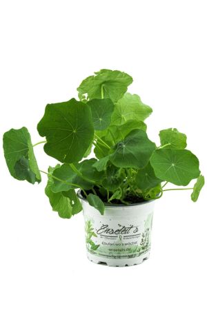 Kapuzinerkresse,Tropaeolum majus,frische Kresse für die Küche