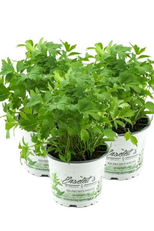 3er Set Liebstöckel Pflanze, Levisticum officinale, Maggikraut, frisch für die Küche