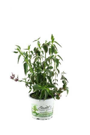 Limonadenpflanze (Agastache mexicana), Limonaden Pflanze