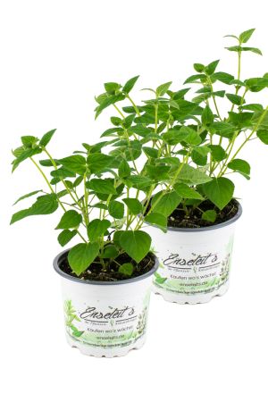 2er Set Mandarinen Salbei, Salvia tangerine, im Topf frisch aus der Gärtnerei Enseleits
