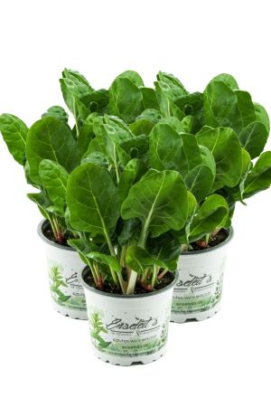 3er Set Mangold Pflanze, Marktfrische Pflanze aus Nachhaltigem Anbau! 