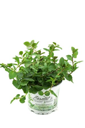 Pfefferminze, Mentha x piperita, frische Pfefferminz Pflanze