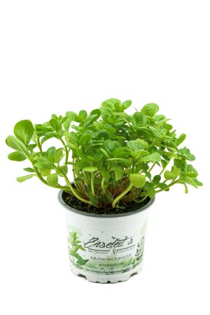 Portulak - Portulaca oleracea