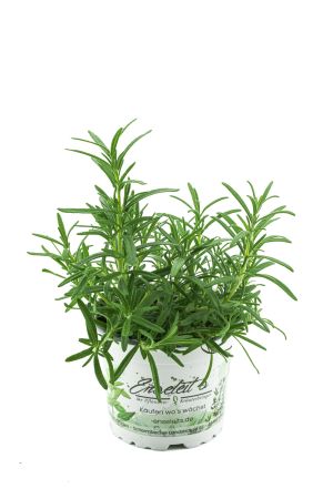 Rosmarin im 12 cm Topf - Rosmarinus officinalis