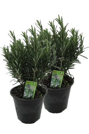 2er Set XXL italienischer Rosmarin im  Topf - Rosmarinus officinalis