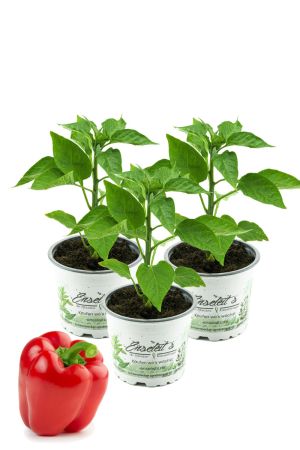 Roter Paprika, Paprika Pflanze im 3er Set,3 rote Paprikapflanzen im Topf