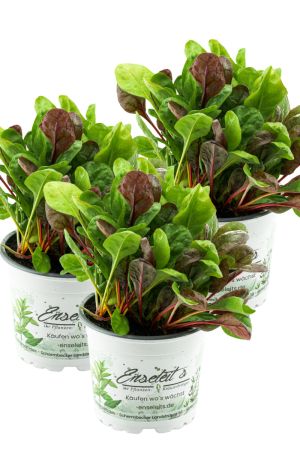 3er Set Mangold „Bright Lights“ – Bunter Blatt- & Stielgemüse-Mix